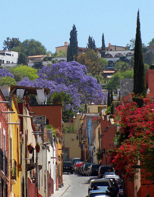 Jacarandas in bloom in San Miguel