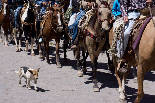 Mexidog in the horse parade, San Miguel de Allende