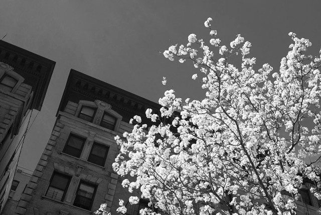 Cherry Blossom, West 92nd Street, Manhattan, New York