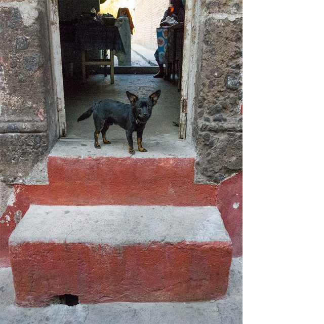 Dog in doorway, Loreto, San Miguel, Apr 2016
