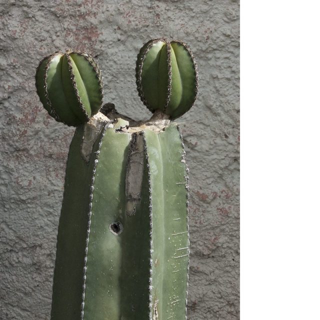 Organo Cactus, San Miguel de Allende, Mexico, August 2016
